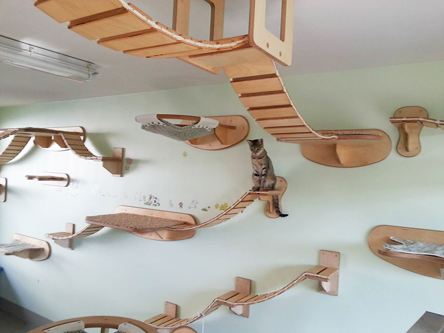 Overhead Cat Playgrounds, Cat Playground Indoor