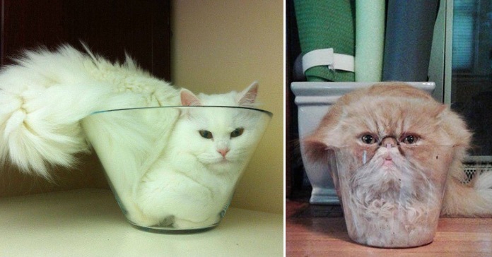 Hilarious Pictures that Prove Cats Are Liquid