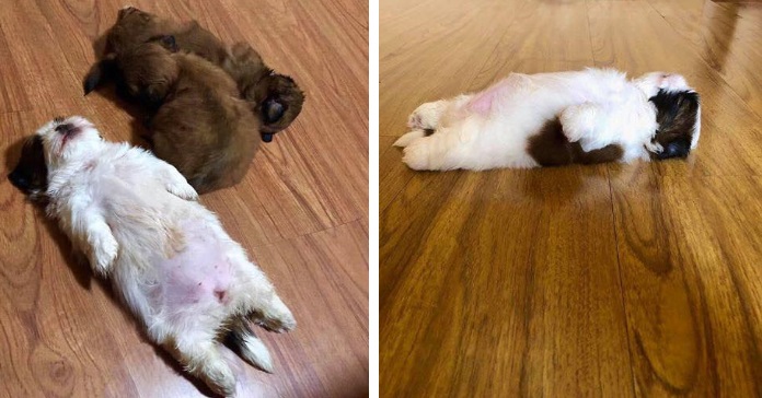 This Puppy Sleeps Like As If It Was ‘Turned Off’ And It’s Hilarious!