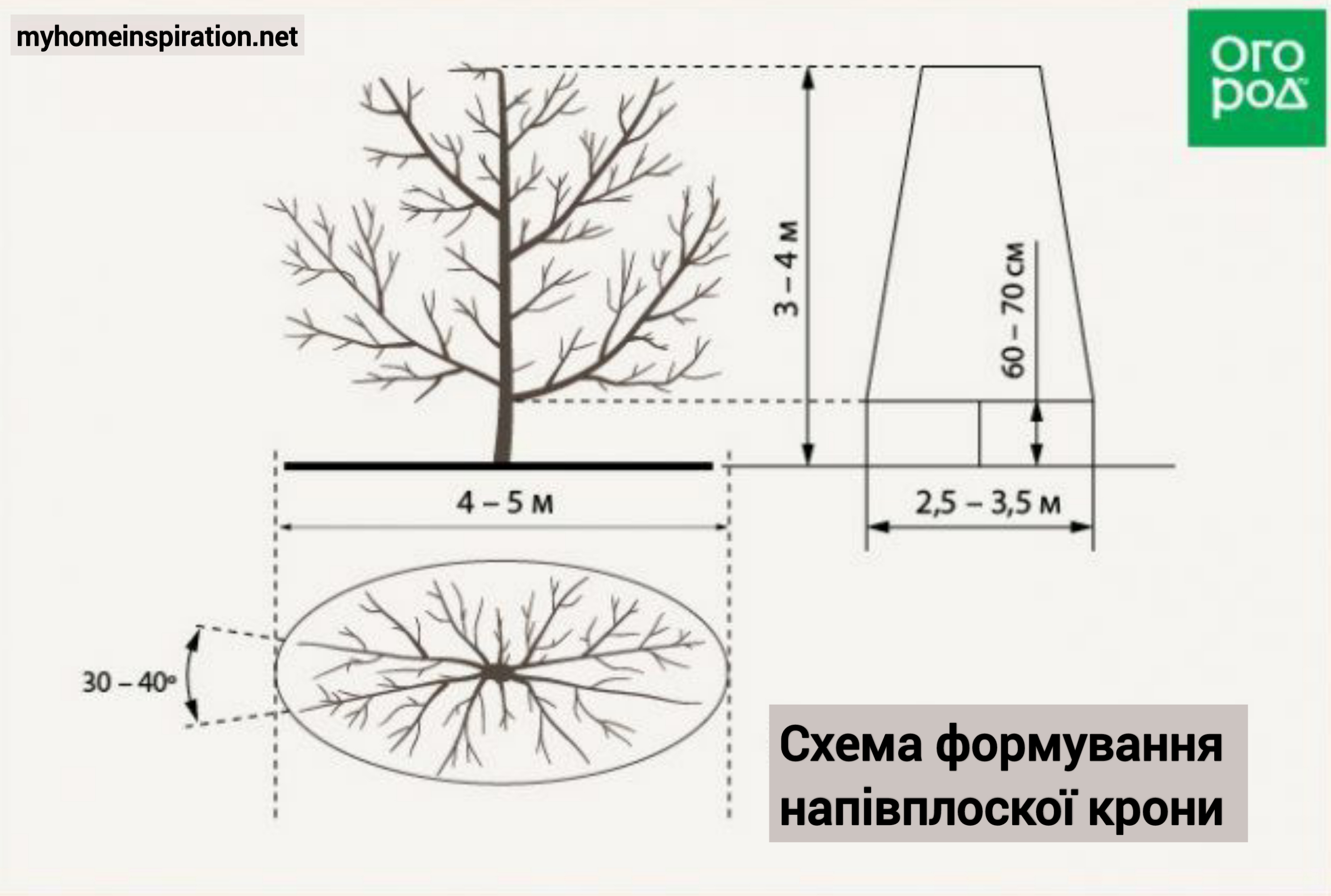 Яблоня диаметр