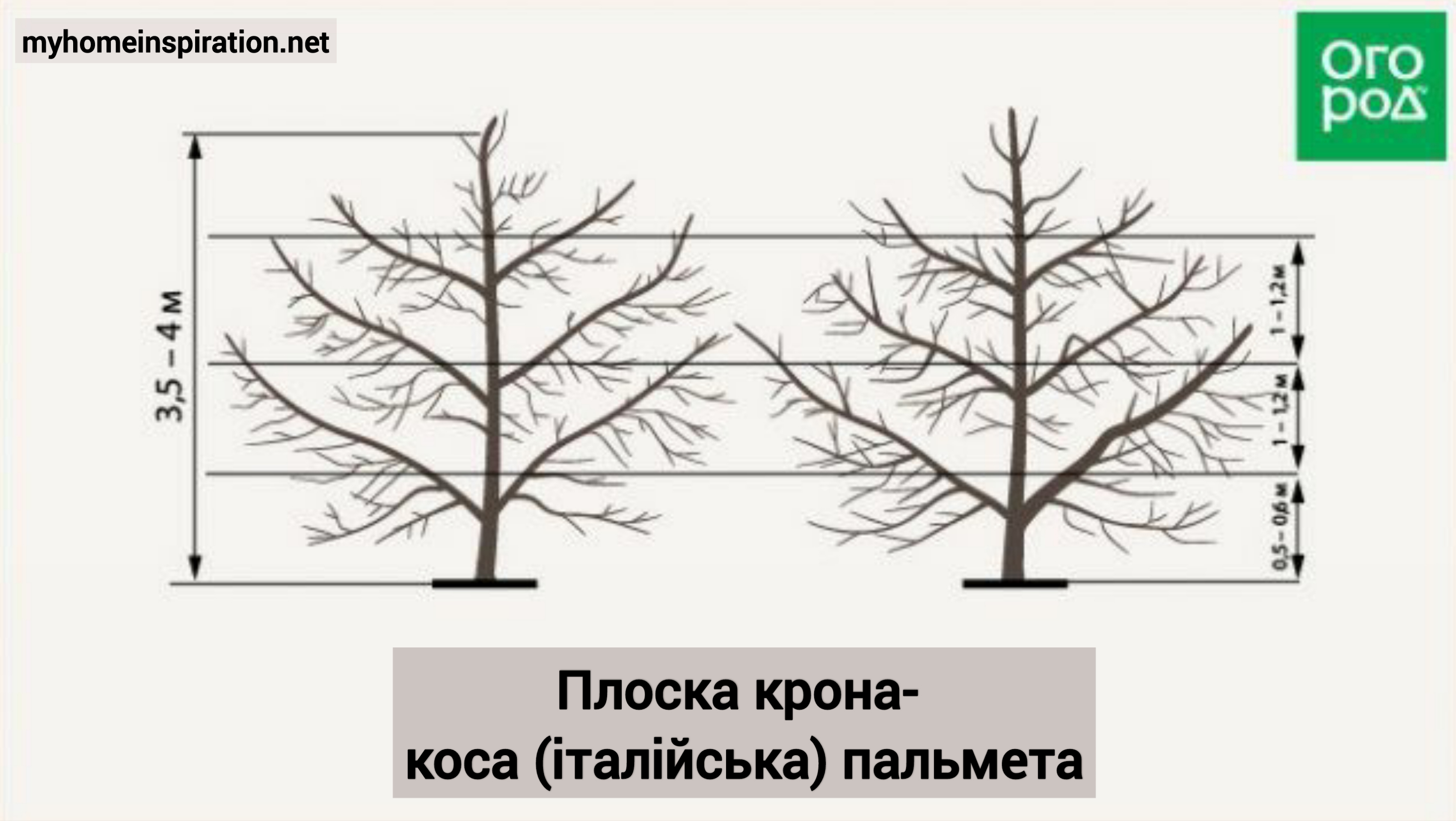 Как правильно обрезать орех. Пальметта формирование кроны яблони. Формировка яблони Пальметта. Формировка кроны Пальметта. Яблони с кроной Пальметте.