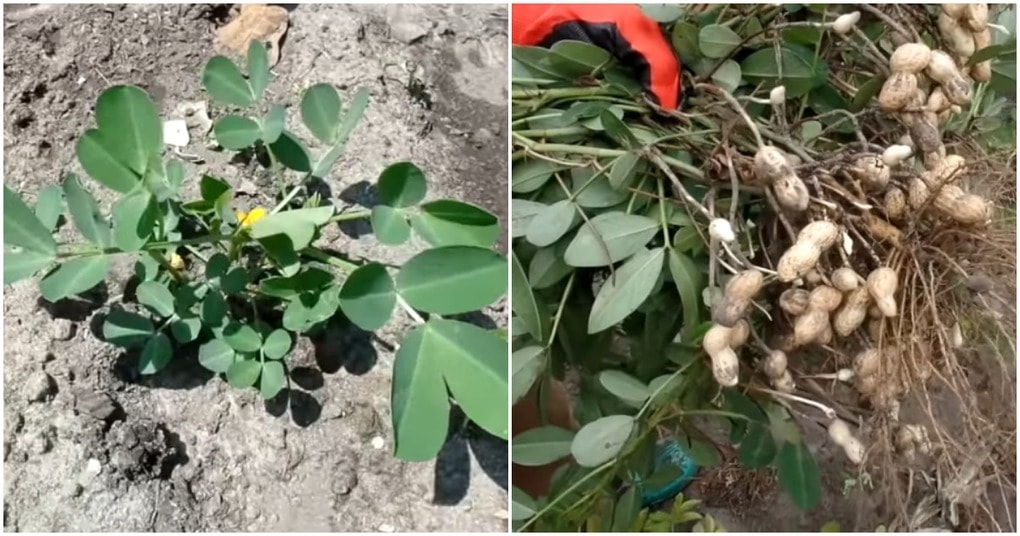 Арахис посевной семена. Земляной орех арахис. Земляной орех арахис выращивание. Какирастет арахис. Семена арахиса для посадки.