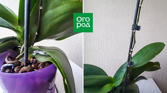 Як правильно обрізати квітконос орхідеї після цвітіння?