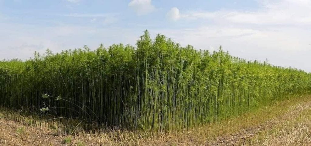 ЧОМУ ЗАБОРОНЕНА КОНОПЛЯ ?… Один гектар коноплі дає стільки ж кисню ...